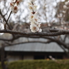 梅３