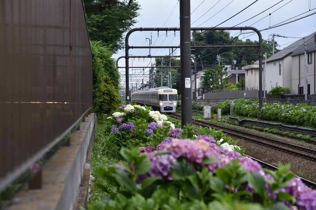 京王井の頭線と紫陽花