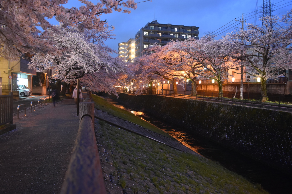 雨上がりの夕桜