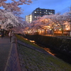 雨上がりの夕桜