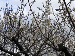 梅