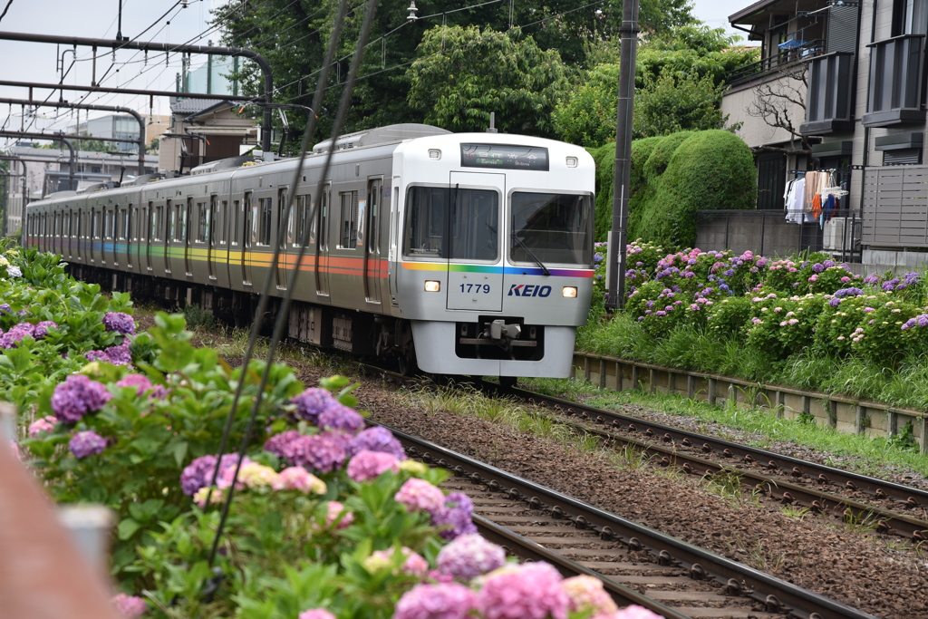 レインボー京王井の頭線と紫陽花