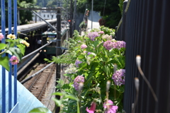 江ノ電と紫陽花