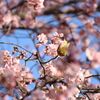 寒桜