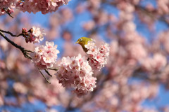桜の精