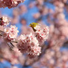 桜の精