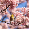 メジロのお花見