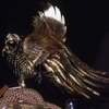 金鳥（2003年　海南神社・夏の例大祭）