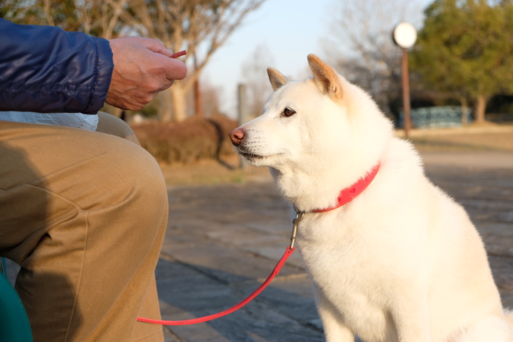 uncle & dog