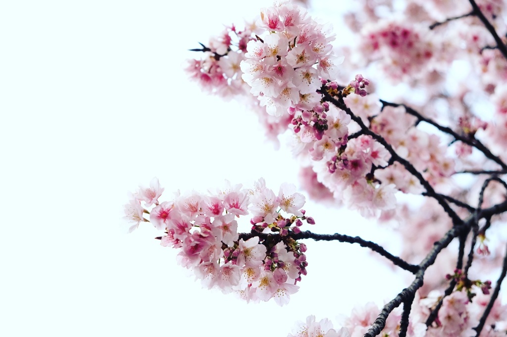 cherry blossoms