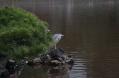浜離宮恩賜庭園1
