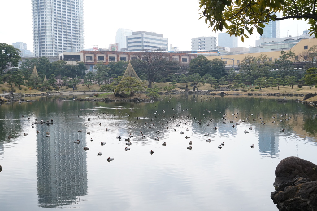 旧芝離宮 恩賜庭園1