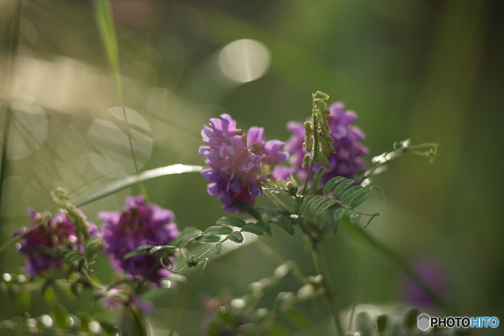 花1