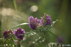 花1