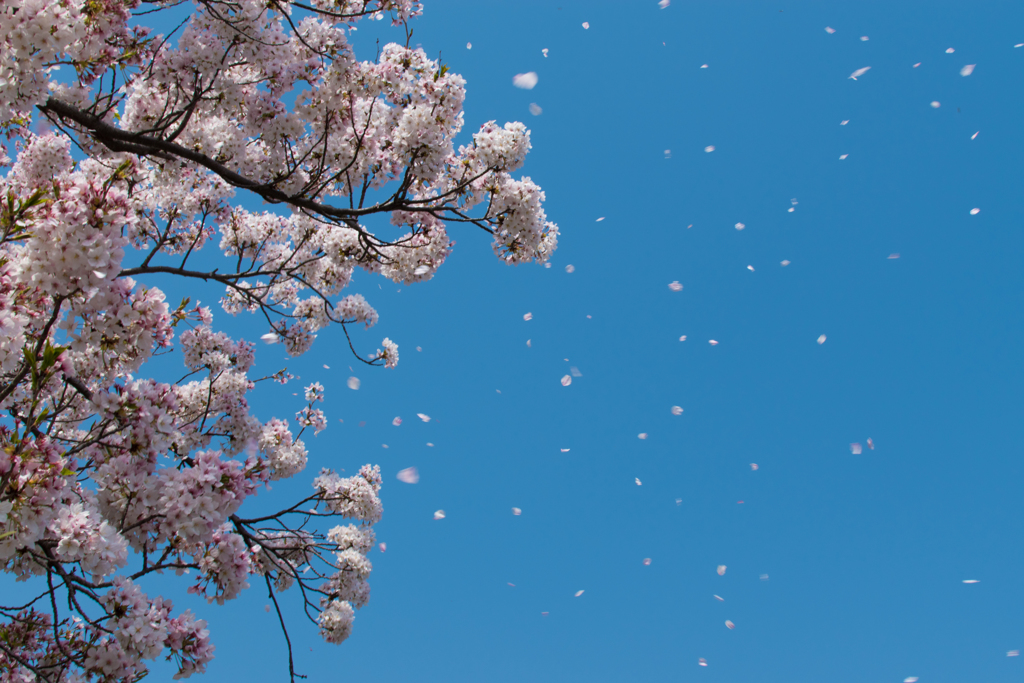 春色の吹雪