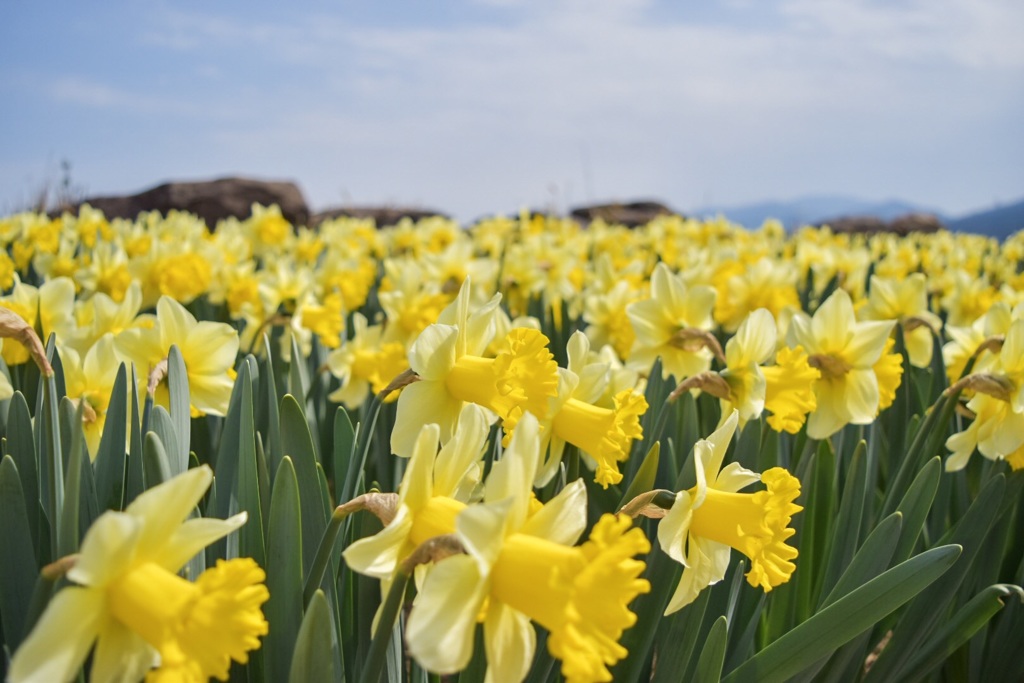 Trumpet narcissus 2