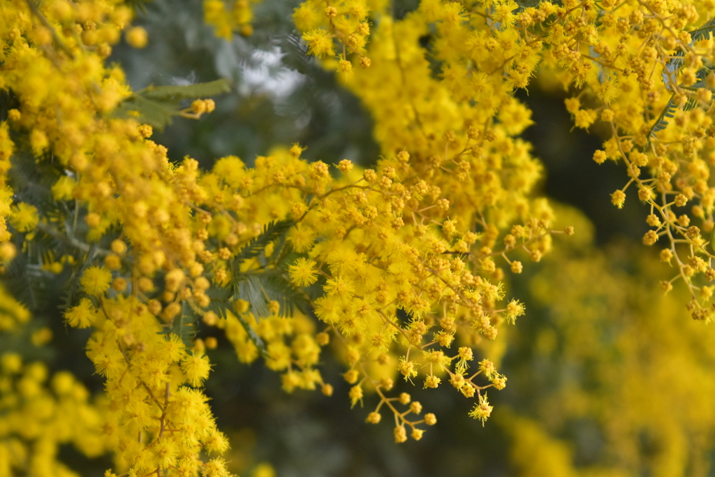 Spring has come 4