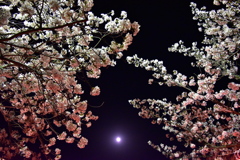 Sakura gradation and moon