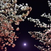 Sakura gradation and moon