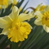 Trumpet narcissus