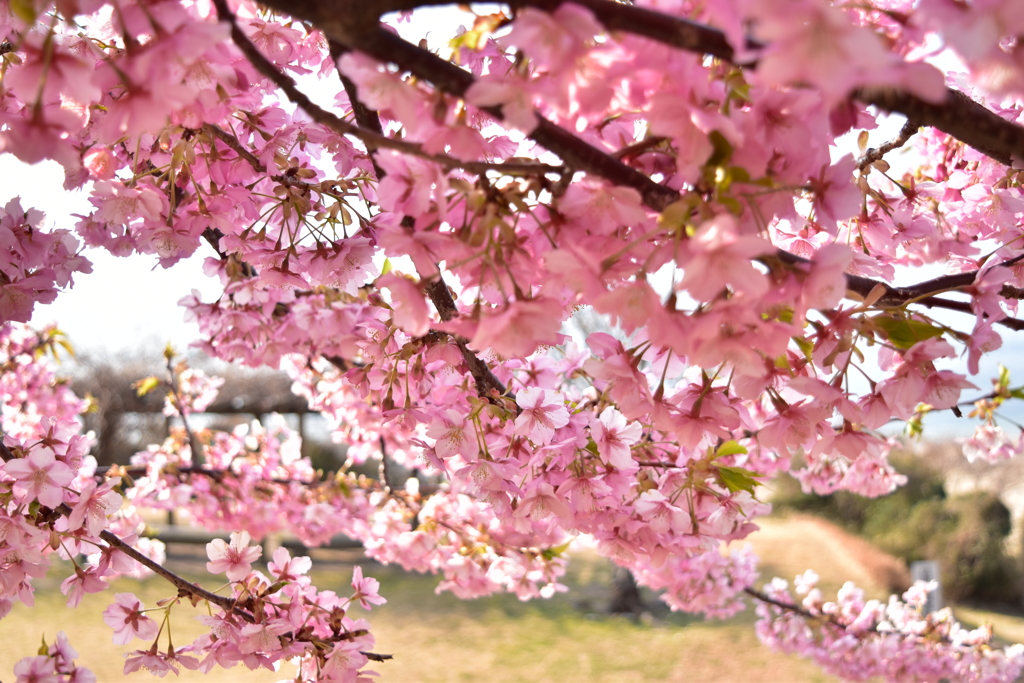 Spring has come 2