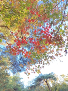 石神井公園　紅葉2