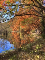 石神井公園 紅葉1