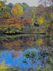 石神井公園　紅葉3