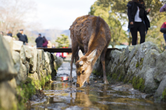 奈良公園の鹿