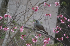 ヒヨドリとカンザクラ 2