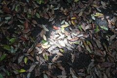 光