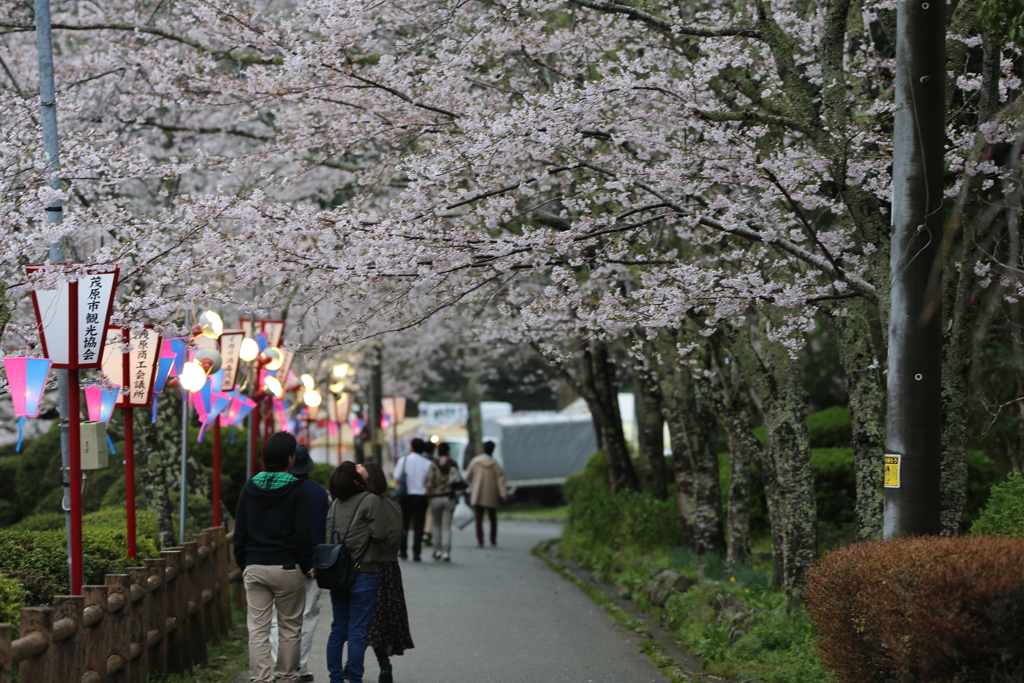 雨天の桜