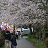 雨天の桜