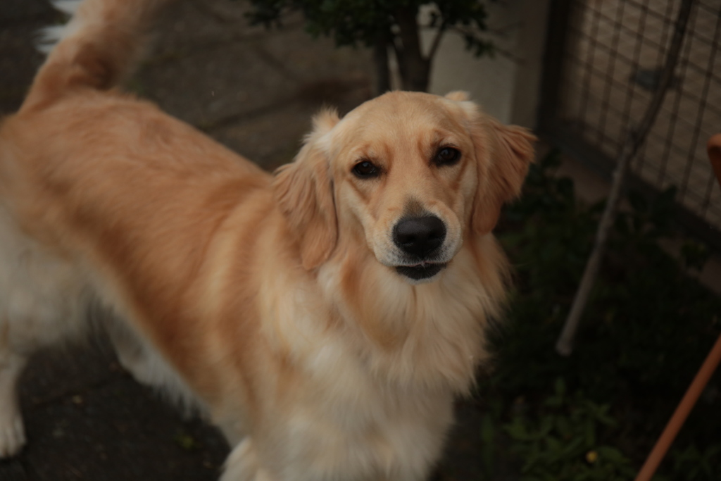 犬