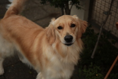 犬