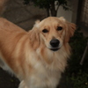 犬