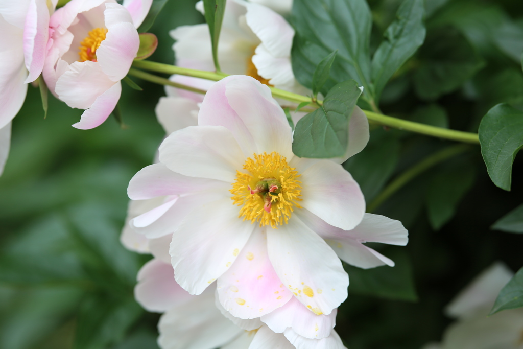 五月のかがやき