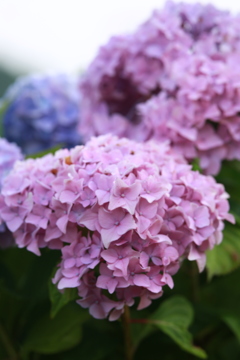 紫陽花