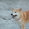 ねぇねぇ