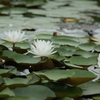 睡蓮