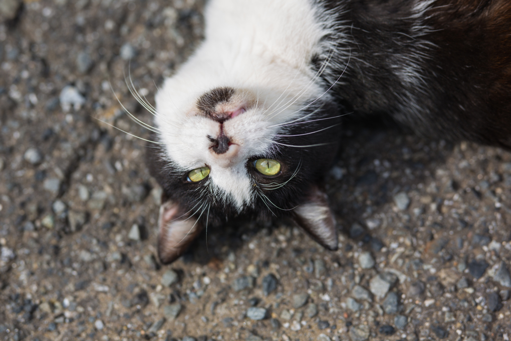 猫