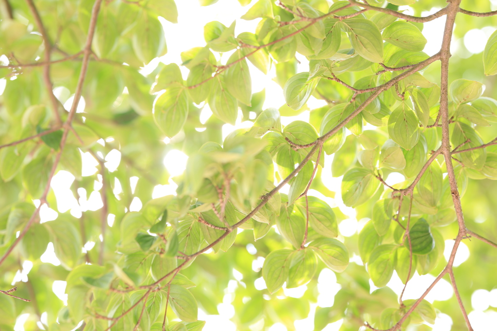 逆光で若葉風～