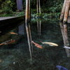 魚