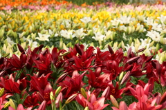 花々