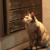 なにかくれないかニャー