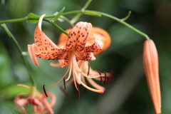 百合