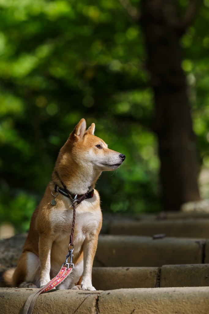 新緑の階段