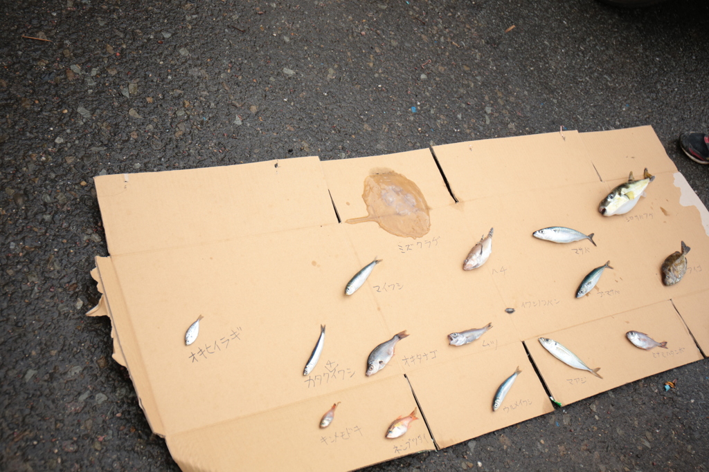 段ボール水族館