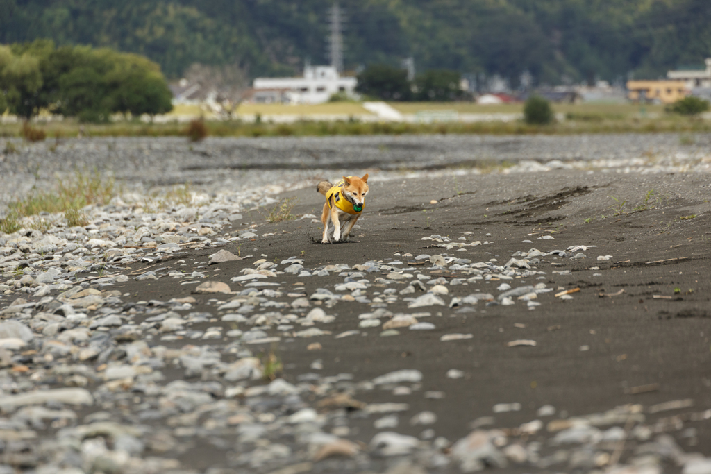 遠い…