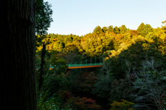 木々×橋